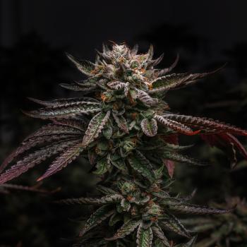 Samen 3x Wedding Cake feminisiert Blow Seeds